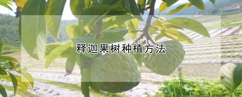 釋迦果樹種植方法