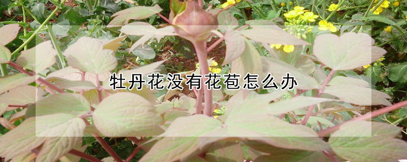 牡丹花沒有花苞怎麼辦