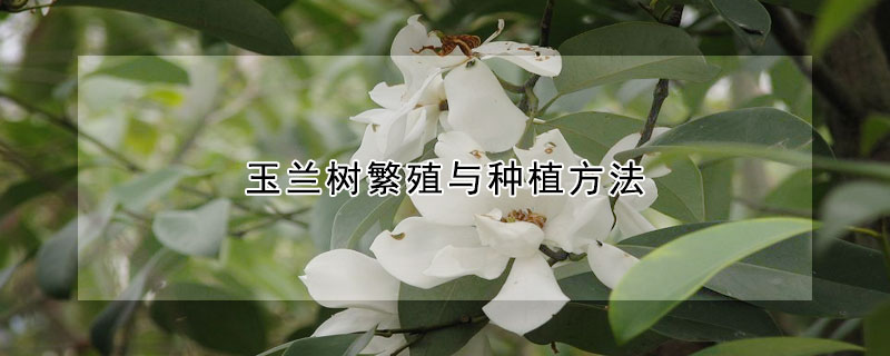 玉蘭樹繁殖與種植方法