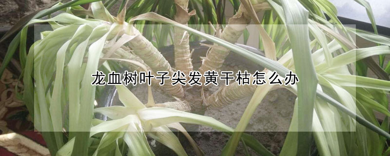 龍血樹葉子尖發黃幹枯怎麼辦