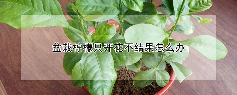 盆栽檸檬隻開花不結果怎麼辦