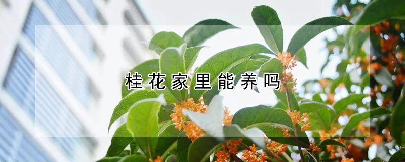 桂花家裏能養嗎