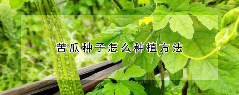 苦瓜種子怎麼種植方法