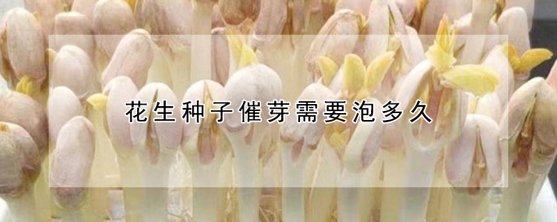 花生種子催芽需要泡多久