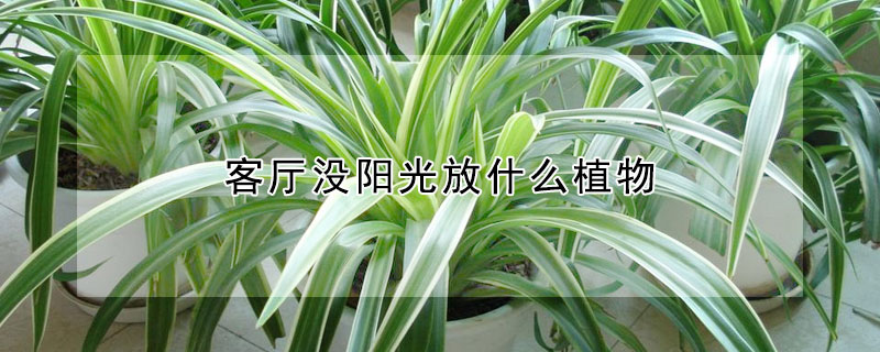 客廳沒陽光放什麼植物