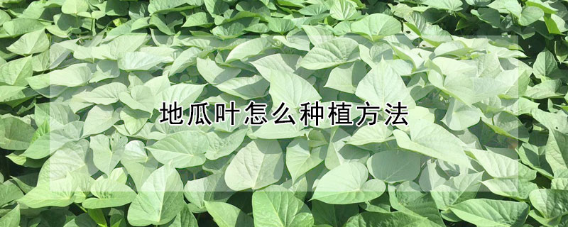 地瓜葉怎麼種植方法