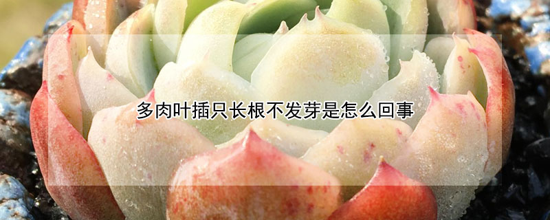 多肉葉插隻長根不發芽是怎麼回事