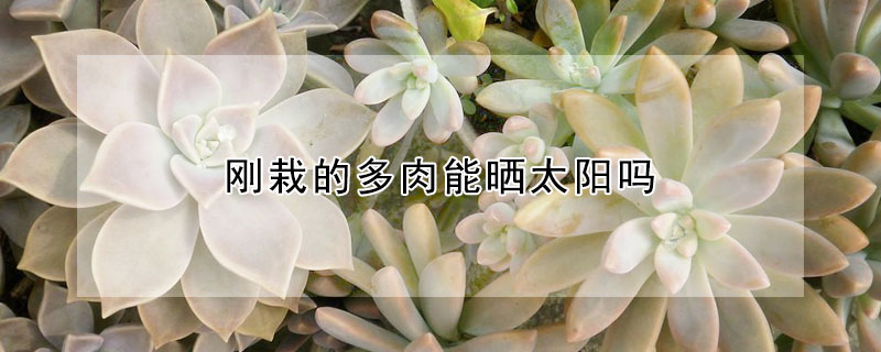 剛栽的多肉能曬太陽嗎