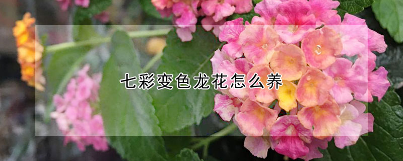 七彩變色龍花怎麼養