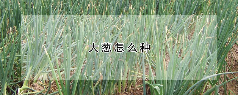 大蔥怎麼種