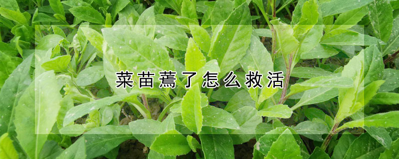 菜苗蔫了怎麼救活