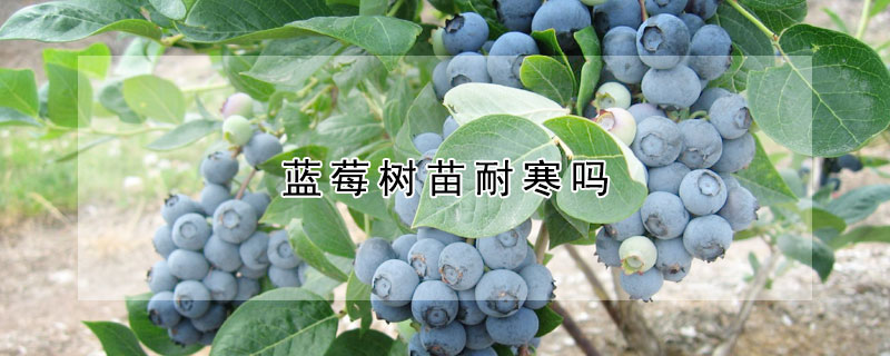 藍莓樹苗耐寒嗎