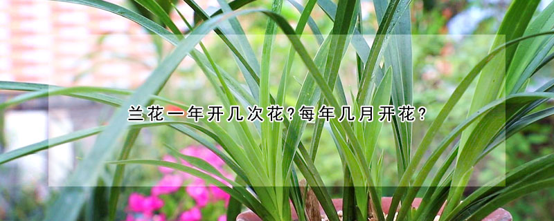 蘭花一年開幾次花?每年幾月開花?