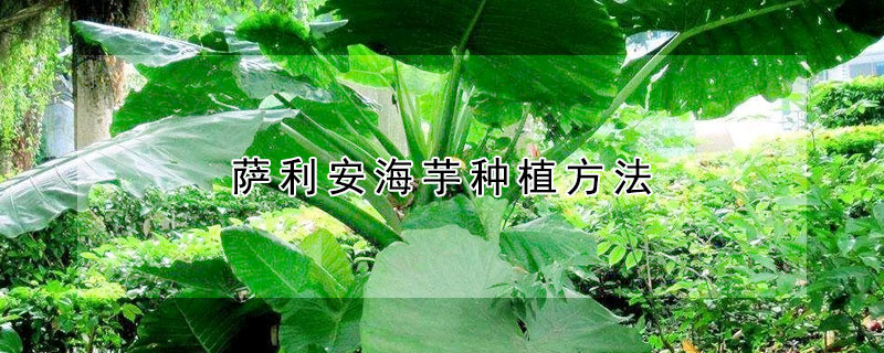 薩利安海芋種植方法