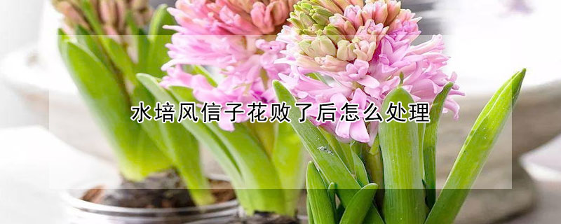 水培風信子花敗了後怎麼處理