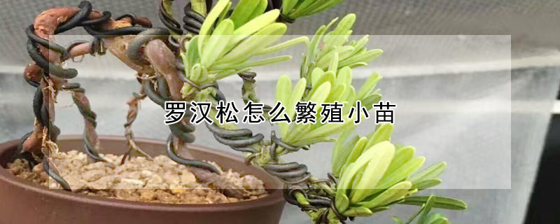 羅漢鬆怎麼繁殖小苗