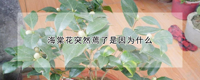 海棠花突然蔫了是因為什麼