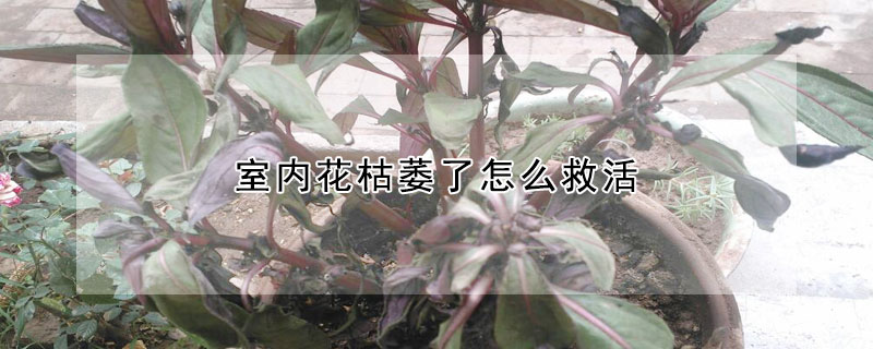 室內花枯萎了怎麼救活