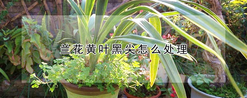 蘭花黃葉黑尖怎麼處理