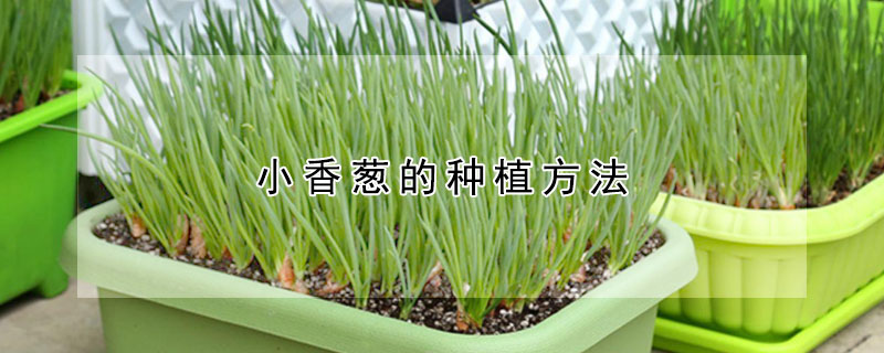 小香蔥的種植方法