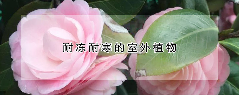 耐凍耐寒的室外植物