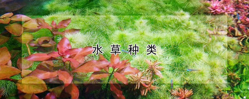 水草種類