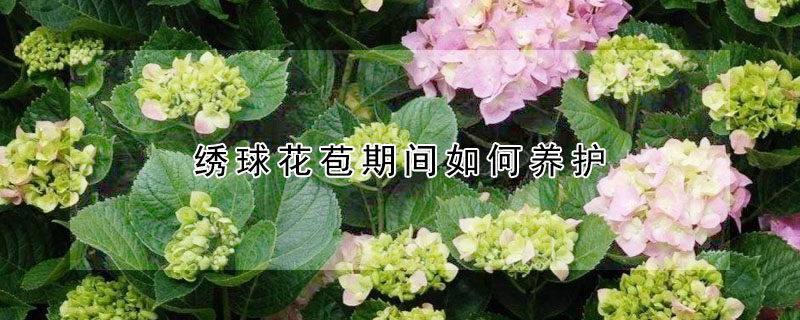 繡球花苞期間如何養護