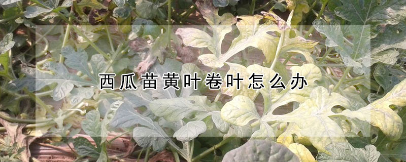 西瓜苗黃葉卷葉怎麼辦