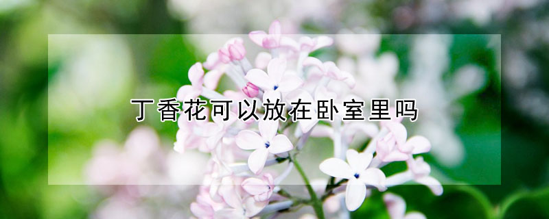 丁香花可以放在臥室裏嗎