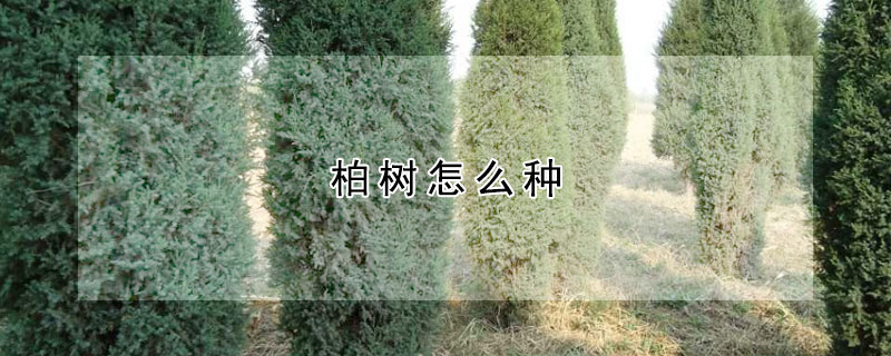 柏樹怎麼種