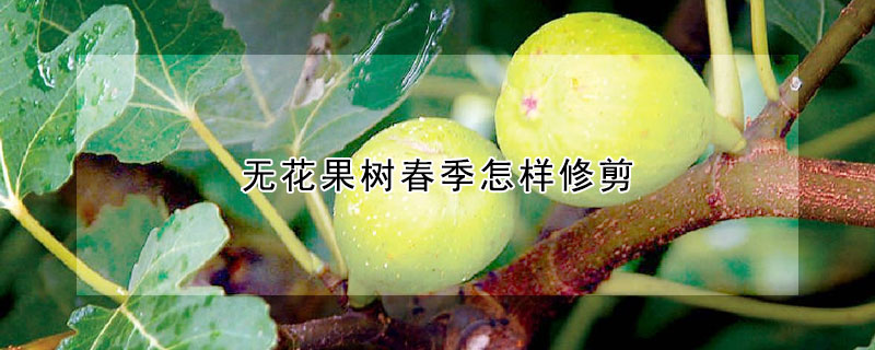 無花果樹春季怎樣修剪