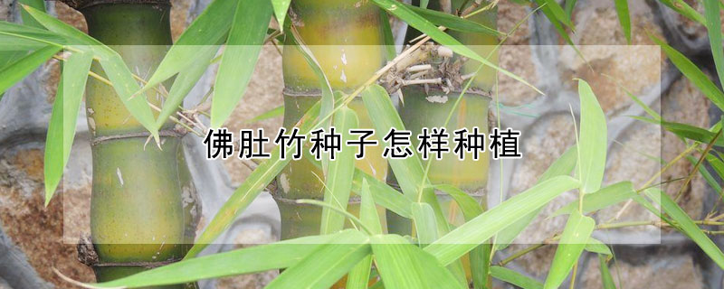 佛肚竹種子怎樣種植