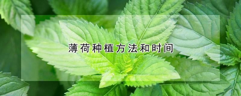 薄荷種植方法和時間