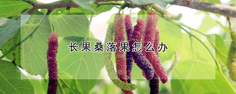 長果桑落果怎麼辦