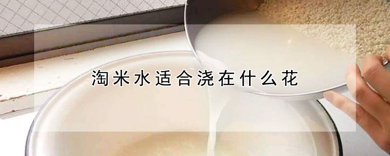 淘米水適合澆在什麼花