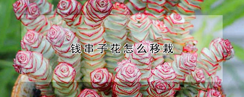 錢串子花怎麼移栽