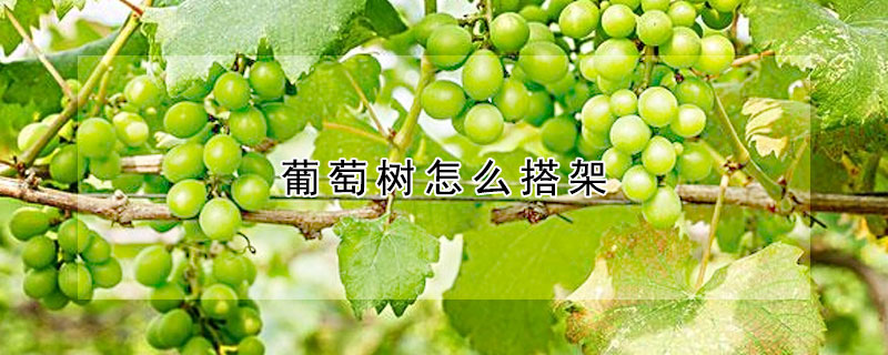 葡萄樹怎麼搭架