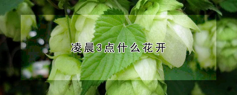 淩晨3點什麼花開