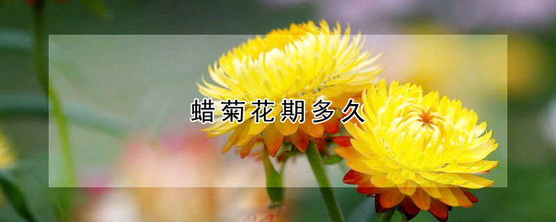 蠟菊花期多久