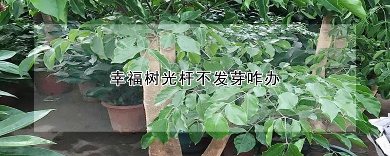 幸福樹光杆不發芽咋辦