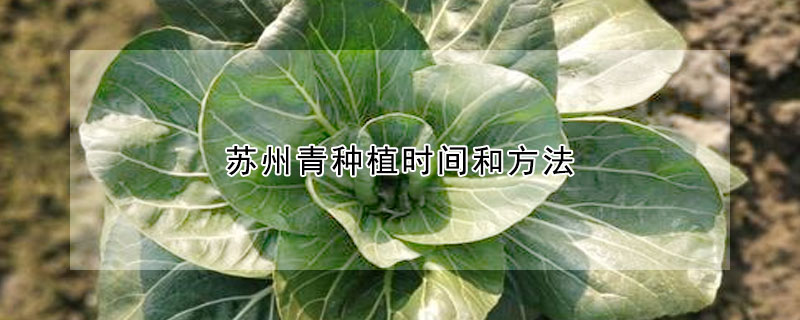 蘇州青種植時間和方法