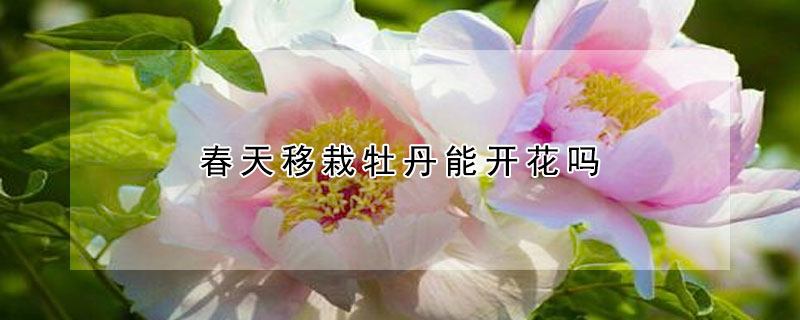 春天移栽牡丹能開花嗎