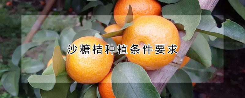 沙糖桔種植條件要求