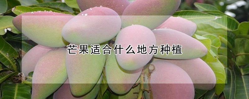 芒果適合什麼地方種植