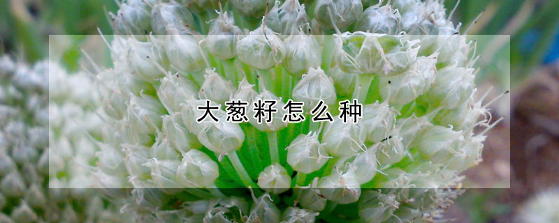 大蔥籽怎麼種