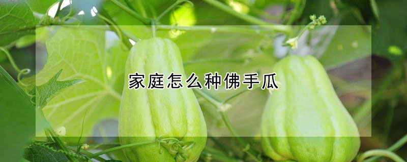 家庭怎麼種佛手瓜