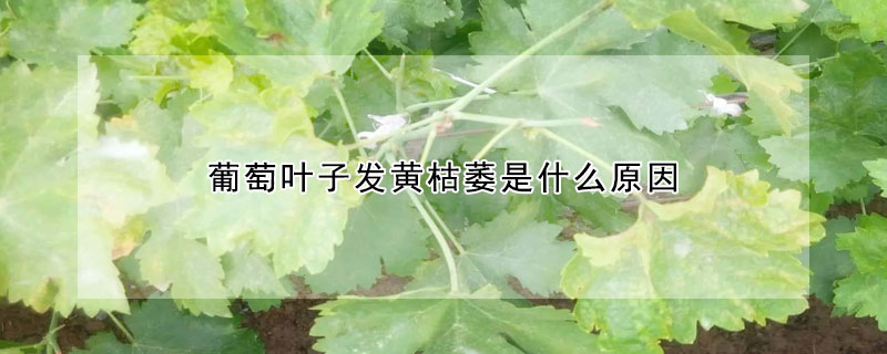 葡萄葉子發黃枯萎是什麼原因