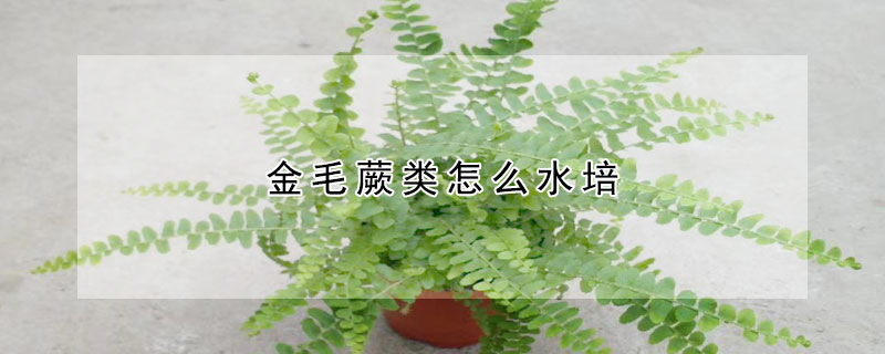 金毛蕨類怎麼水培