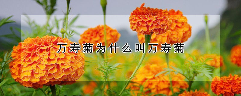 萬壽菊為什麼叫萬壽菊