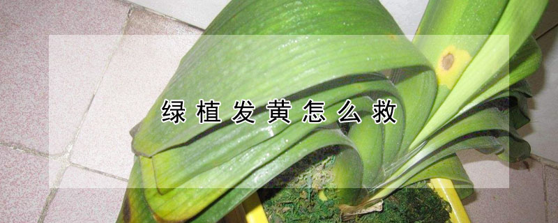 綠植發黃怎麼救